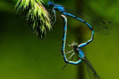 Jürgen Fesser: Hochzeitsrad der Azurjungfer